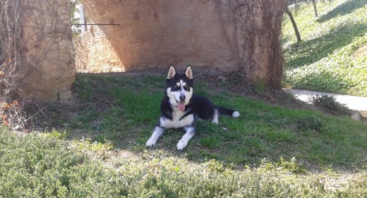 posando para el dueño jajjaaa